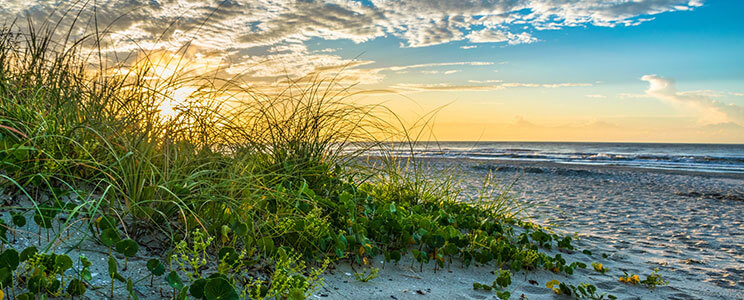 tall grass and sandy beach